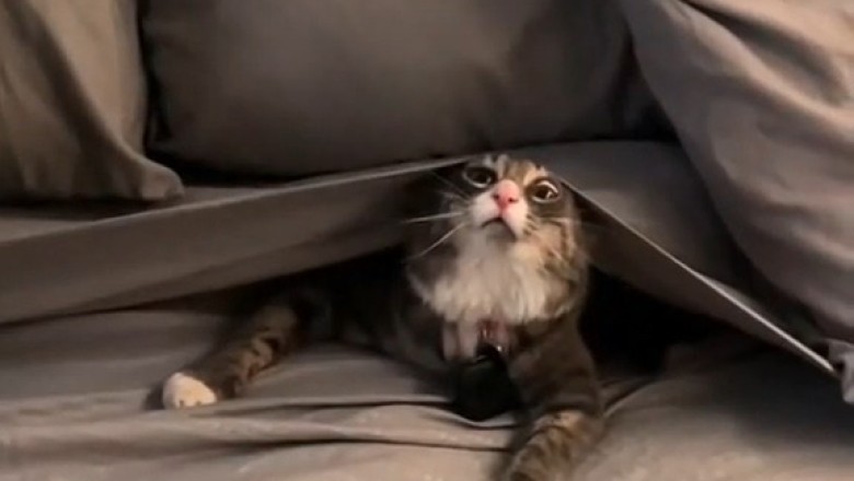 The Funniest Cat Compilation: Hilarious Feline Antics You Can't Miss