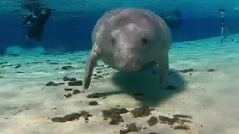 The Gentle Giant of the Sea: An Enchanting Encounter with the Dugong