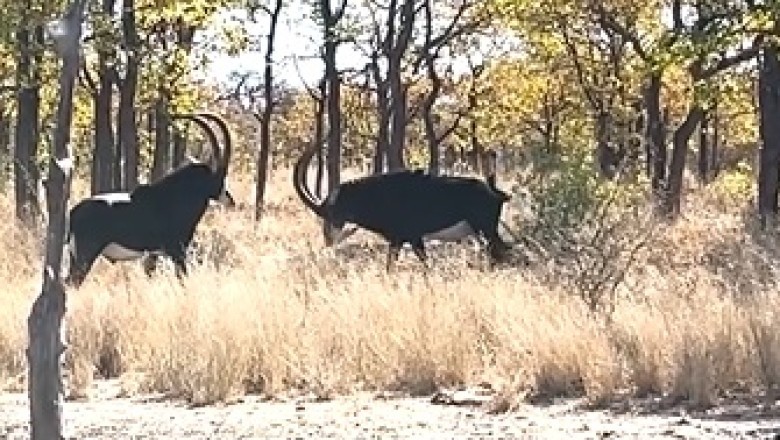 The Majestic Showdown: Slow Motion Sable Antelope Fight