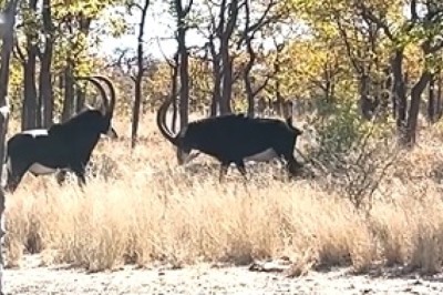 The Majestic Showdown: Slow Motion Sable Antelope Fight