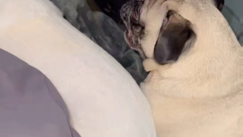 The Peculiar Pooch: A Compilation of Strange and Hilarious Dog Moments