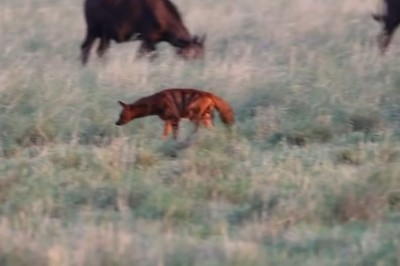 The Secret Life of the Aardwolf: An Insight into Africa's Shy Predator