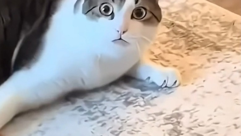 The Ultimate Compilation of Funny Pets: Hilarious and Heartwarming Moments That Will Brighten Your Day