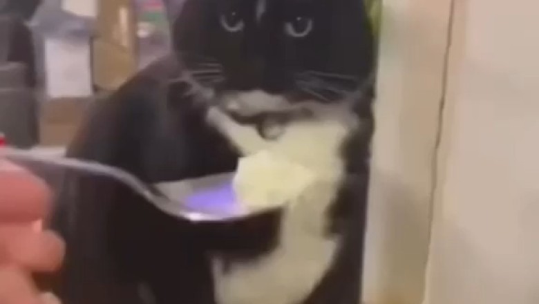 The Ultimate Funny Cat Compilation: Hilarious and Adorable Feline Antics That Will Make Your Day
