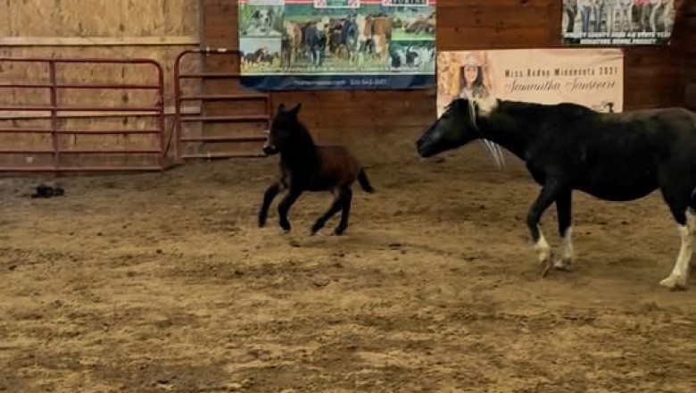 Training Small Horses: Essential Instruments for Successful Training
