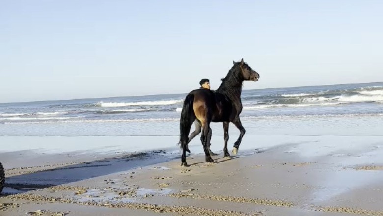 Unleashing the Hidden Power: A Majestic Horse by the Sea