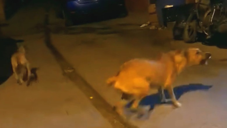 Viral Hilarious Dog Moments Compilation