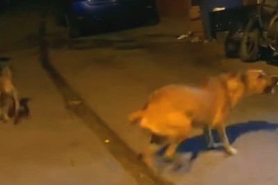 Viral Hilarious Dog Moments Compilation