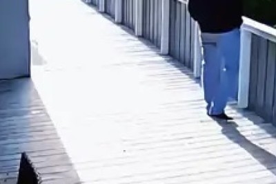 Viral Hilarious Pet Moments Compilation