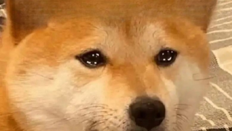 13 Things You Should NEVER Do in Front of Your Puppy! 🐶🚫