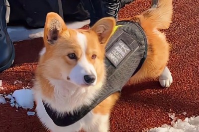 Corgi Officer Fu Zai: From Award-Winner to Internet Sensation After Heartwarming Disciplinary Mishap!