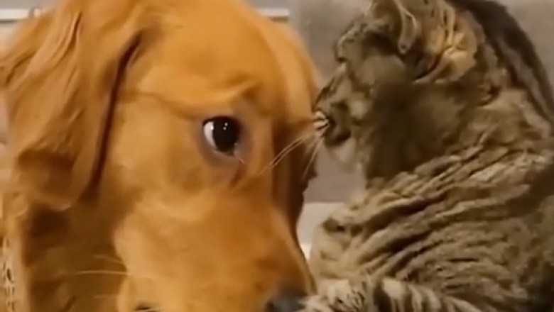 Hilarious Hijinks: The World of Funny Pets