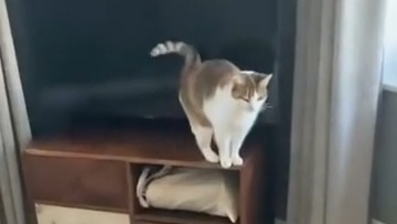 Majestic Beauty: The Most Beautiful Cat You've Ever Seen!