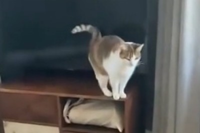 Majestic Beauty: The Most Beautiful Cat You've Ever Seen!