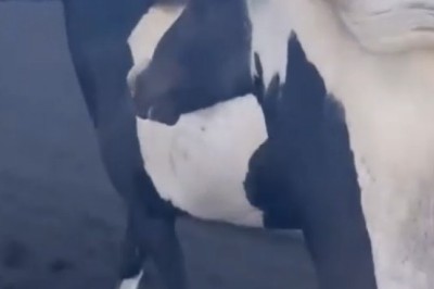 Mighty Steeds: Unleashing the Power of Horses