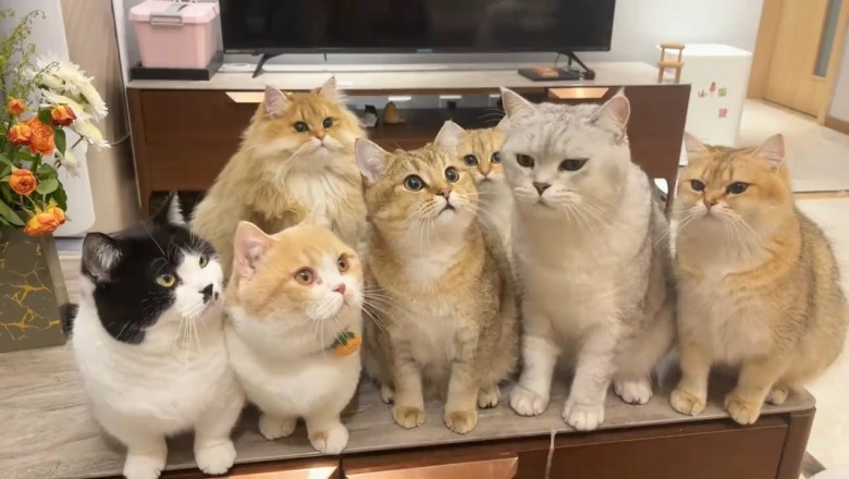 Party Cats: Feline Friends Celebrate in Style!