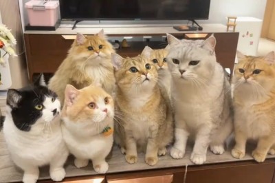 Party Cats: Feline Friends Celebrate in Style!