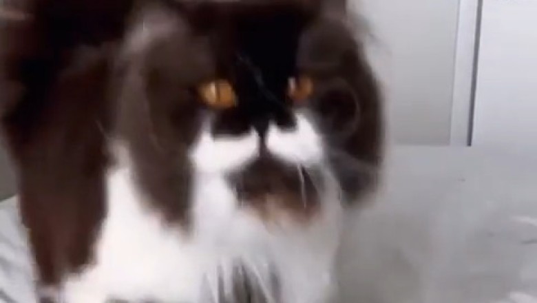 Purrfect Joy: The Happiest Cat You'll Ever See!
