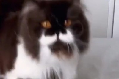 Purrfect Joy: The Happiest Cat You'll Ever See!