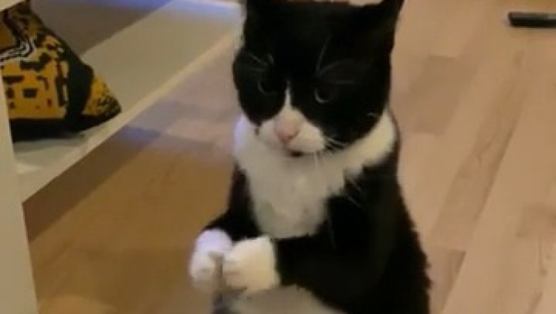 Rain Dance: Cat Prays for Rain!