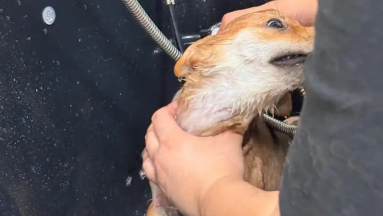 Is Bath Time a Battle with Your Dog? Discover the Hidden Reasons Behind Their Fear!