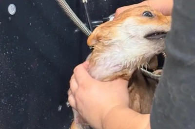 Is Bath Time a Battle with Your Dog? Discover the Hidden Reasons Behind Their Fear!