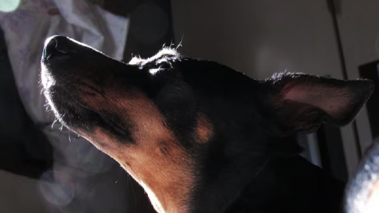Unlocking the Mystery: Why Do Dogs Bark All Night? Discover the Hidden Truths!