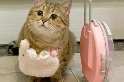 Why Your Beloved Cat Might Become a Stray: 5 Reasons & How to Keep Them Home!