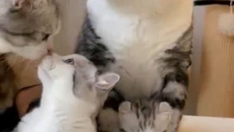 Beautiful Cat and Adorable Kitten: A Purrfectly Hilarious Duo!