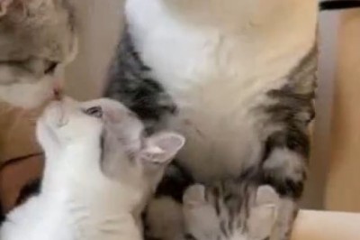 Beautiful Cat and Adorable Kitten: A Purrfectly Hilarious Duo!