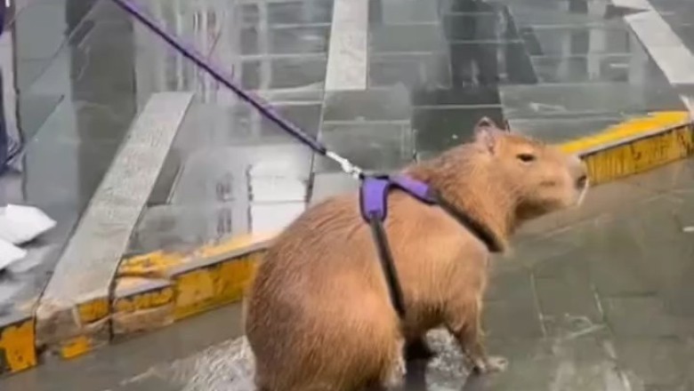 Capybara Cuteness Overload: Rodents Make a Splash in the Rain!