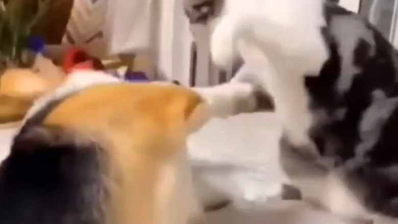 Cat vs. Dog: Hilarious Showdown - The Epic Smackdown!