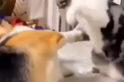 Cat vs. Dog: Hilarious Showdown - The Epic Smackdown!