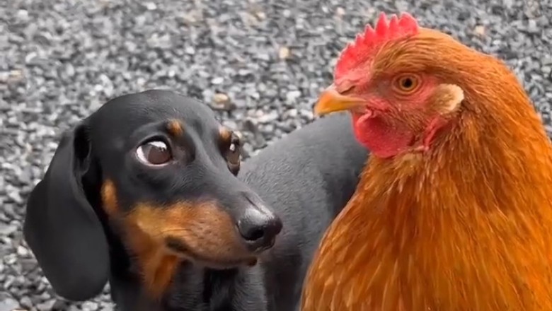 Dachshund vs. Hen: The Hilarious Showdown!