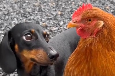 Dachshund vs. Hen: The Hilarious Showdown!