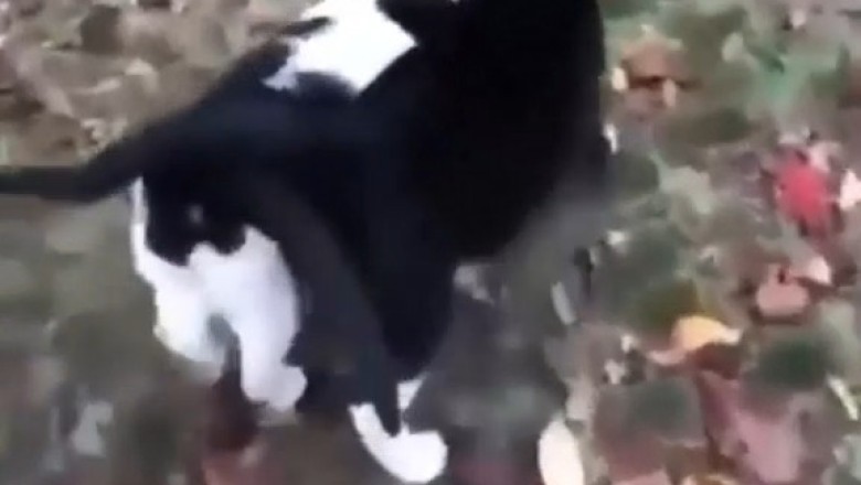 Double Trouble: The Hilarious Antics of Two Beautiful Cats!