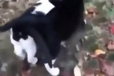 Double Trouble: The Hilarious Antics of Two Beautiful Cats!