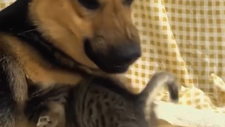 Epic Cuteness: Shepherd Dog and Tiny Kitten's Hilarious Playtime!