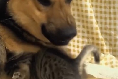 Epic Cuteness: Shepherd Dog and Tiny Kitten's Hilarious Playtime!