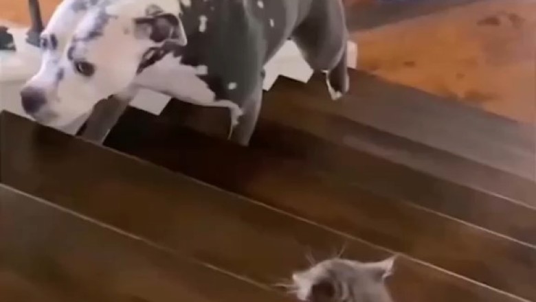 Epic Showdown: Dog vs. Cat - Who Will Come Out on Top?