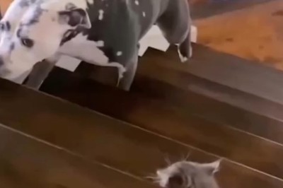 Epic Showdown: Dog vs. Cat - Who Will Come Out on Top?