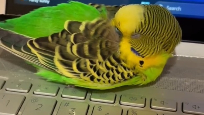 Hilarious Budgerigar Takes a Nap on My Laptop!