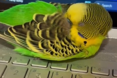 Hilarious Budgerigar Takes a Nap on My Laptop!