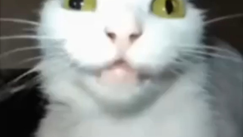 Hilarious Cat Imitates Dubbed Voice: You Won't Believe Your Ears!