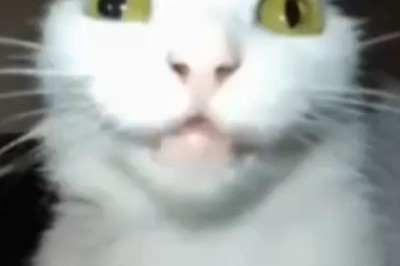 Hilarious Cat Imitates Dubbed Voice: You Won't Believe Your Ears!