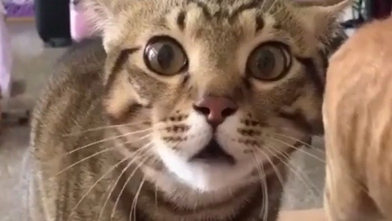 Hilarious Cat Meltdown: The Epic Hitting and Screaming Show!