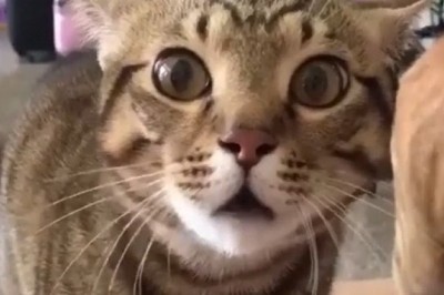 Hilarious Cat Meltdown: The Epic Hitting and Screaming Show!