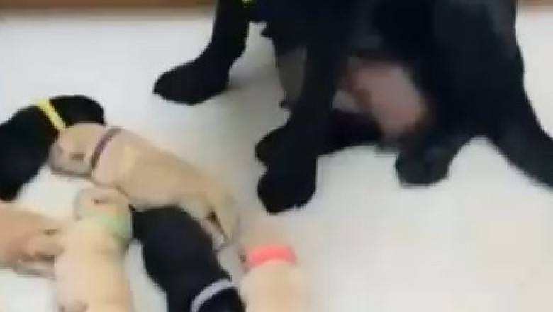 Hilarious Family Moments with Our Goofy Golden Retriever!