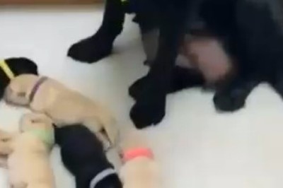 Hilarious Family Moments with Our Goofy Golden Retriever!