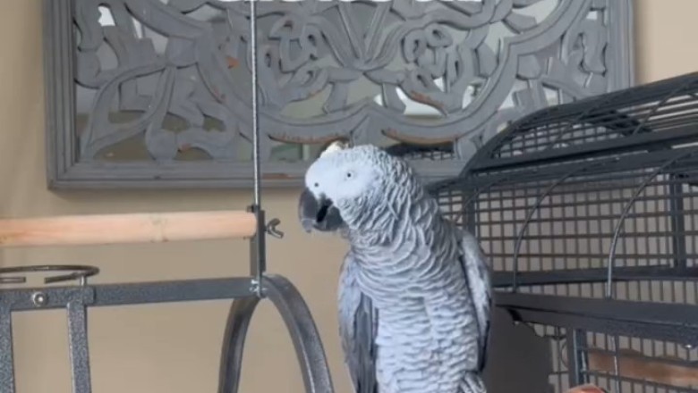 Hilarious Grey Parrot Goes Viral with Its Catchy 'Tok I Khow Oooo' Tune!